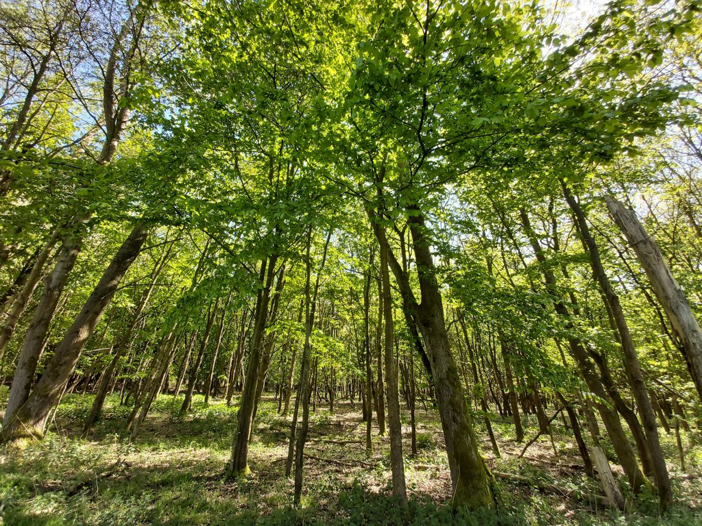 Wandelen Stille Kern - Horsterwold jong bos Flevoland
