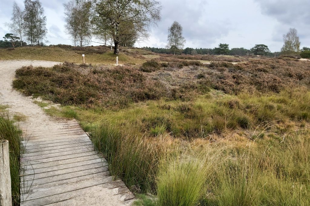 Op de heidevelden van Bornia en Heidestein