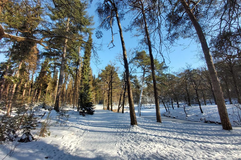 Prachtige wandeling over de Hooge Vuursche, vlakbij de Lage Vuursche op de Utrechtse Heuvelrug