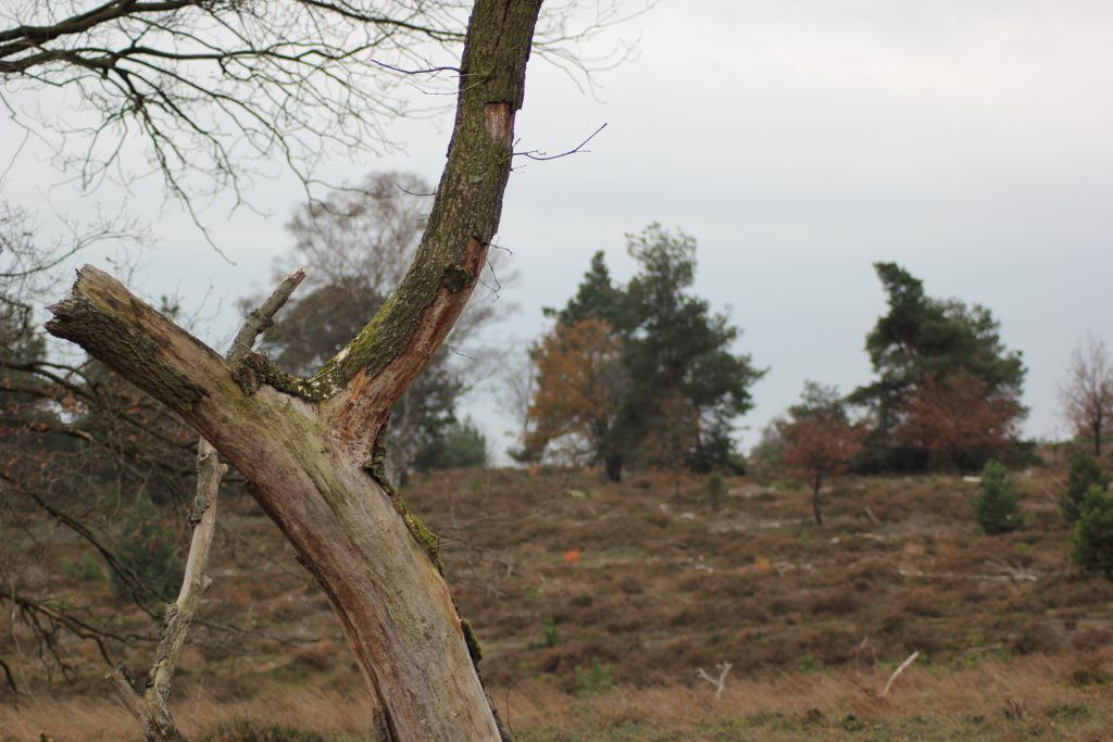 De Koningsbelt, deel van de Sallandse Heuvelrug. Een prachtige wandelroute nabij Nijverdal