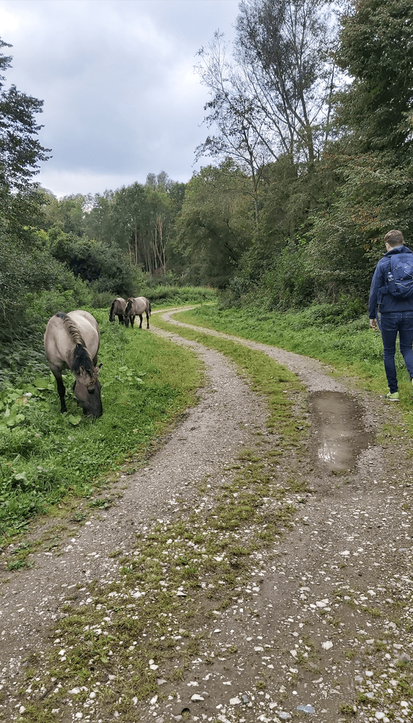 Wandelen Stille Kern - Horsterwold konikpaarden
