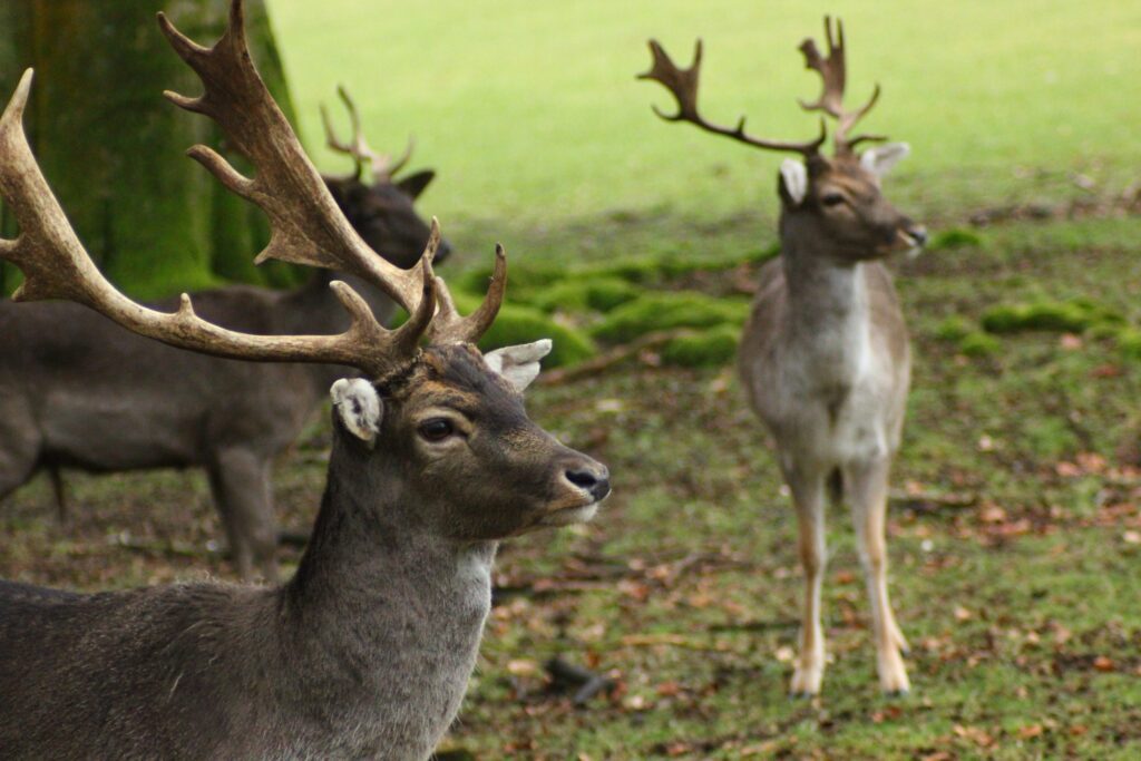Kroondomeinen Het Loo Veluwe Aardhuispark