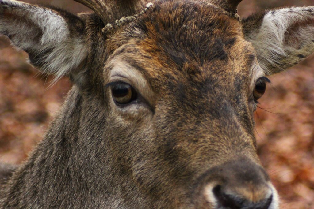 Kroondomeinen Het Loo Veluwe Aardhuispark