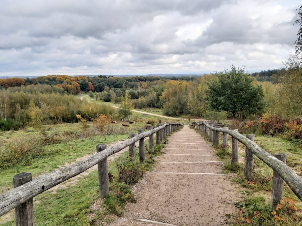 Wandelen Kwintelooijen Plantage Willem III Utrechtse Heuvelrug