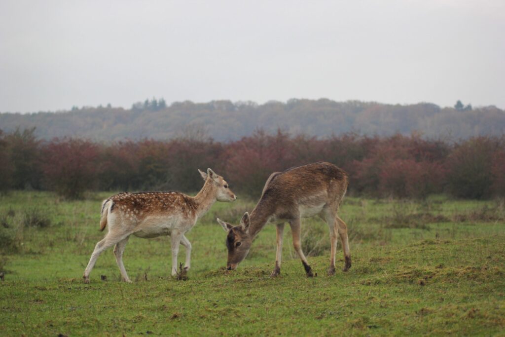 wandelen blauwe kamer vogels wageningen