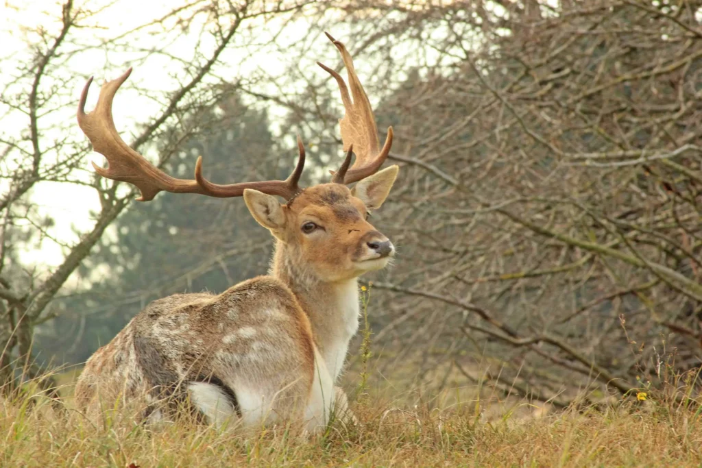 Amsterdamse Waterleidingduinen wandelen damherten spotten