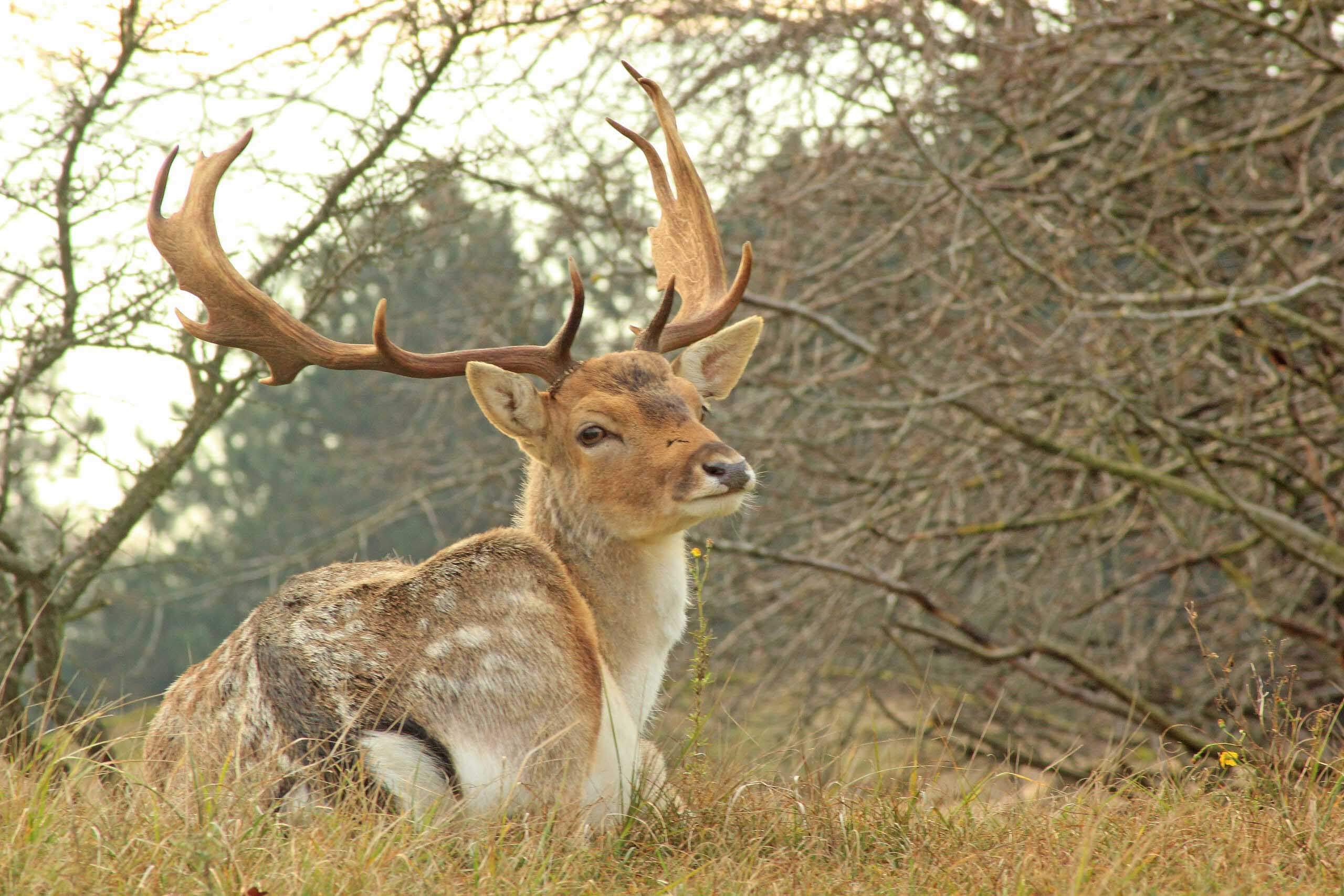 Amsterdamse Waterleidingduinen wandelen tips - kans op wild