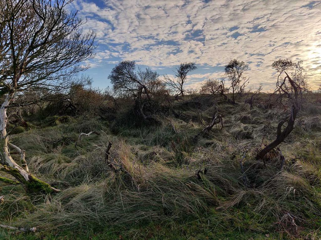 tips amsterdamse waterleidingduinen - wandelen Amsterdamse Waterleidingduinen