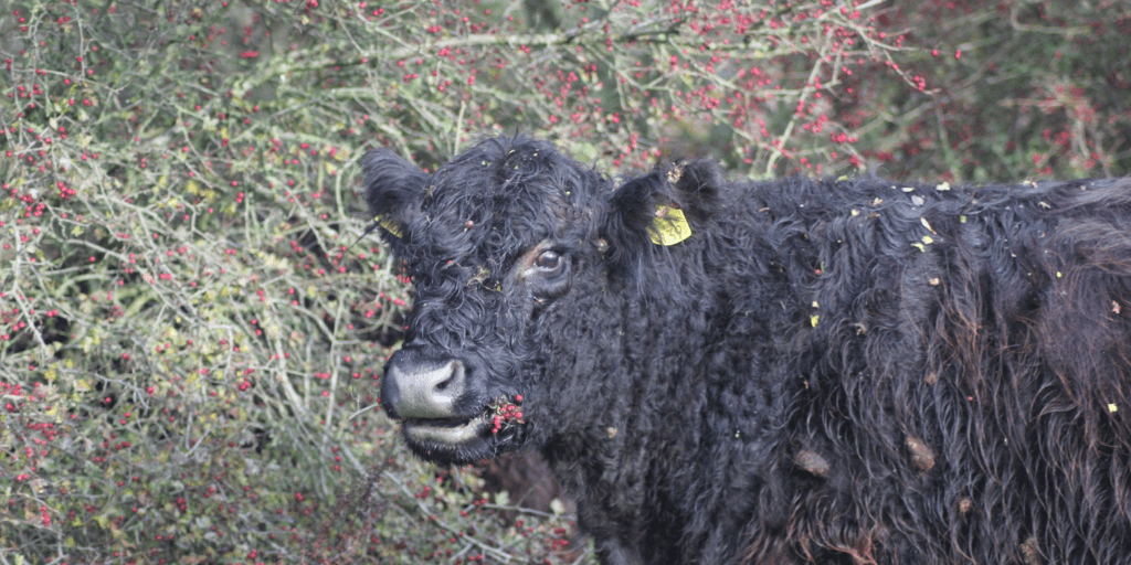 Mooiste paaltjeswandeling, knooppuntenpaaltjes Wageningen Blauwe Kamer