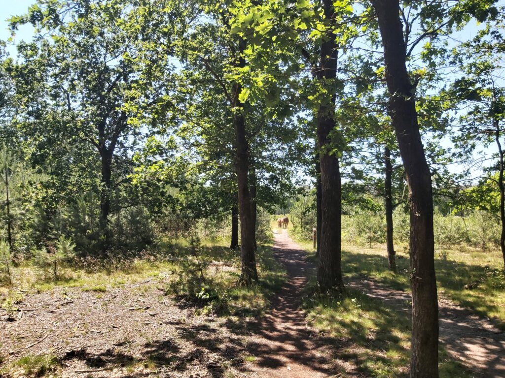 Wandelen Limburg Moerasbos het Schuitwater