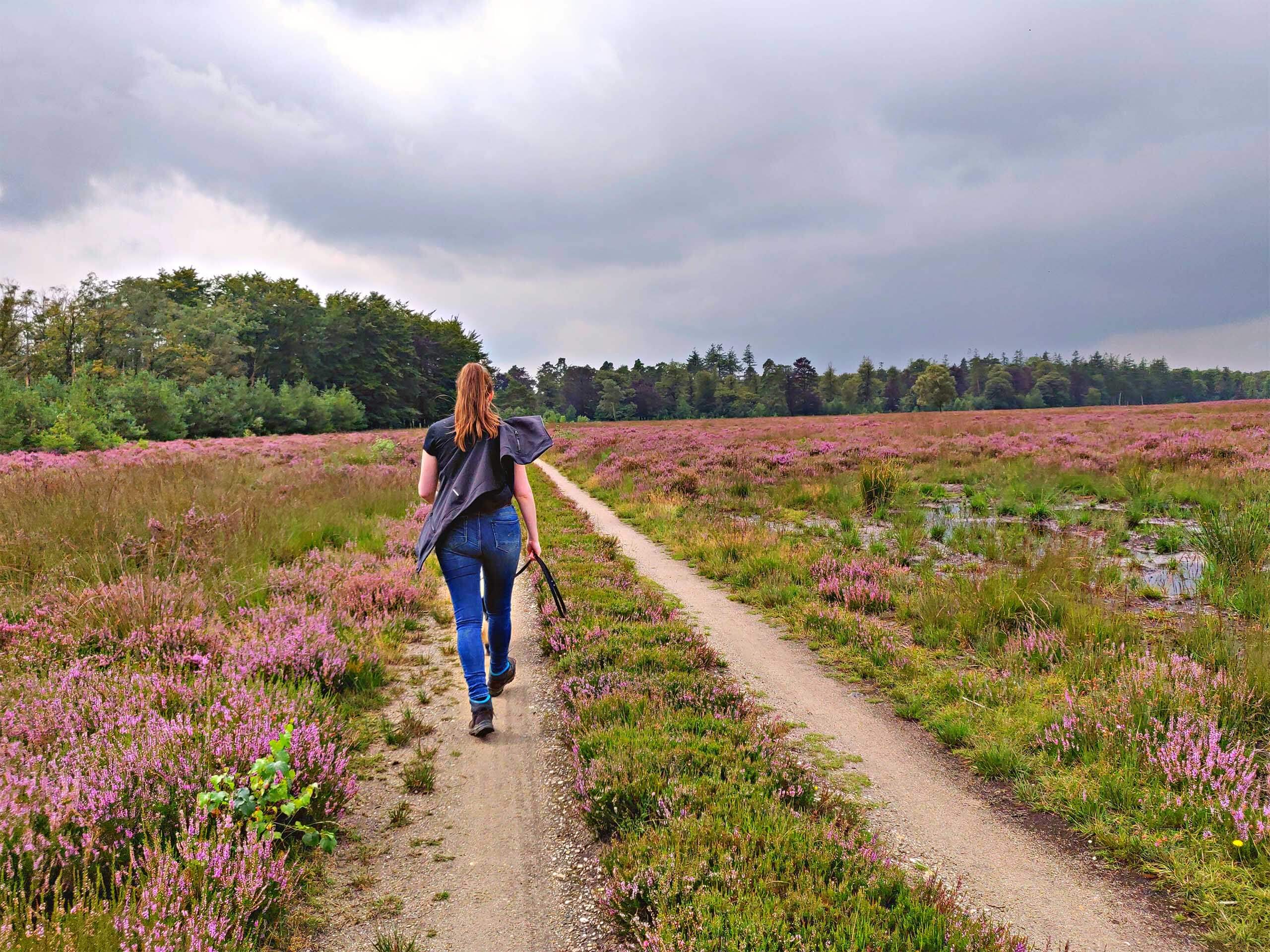 Heide in bloei - top 5 de mooiste heidewandelingen