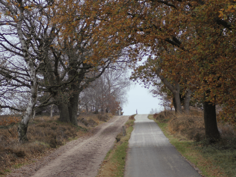 Heidewandeling Koningsbeltroute Sallandse Heuvelrug