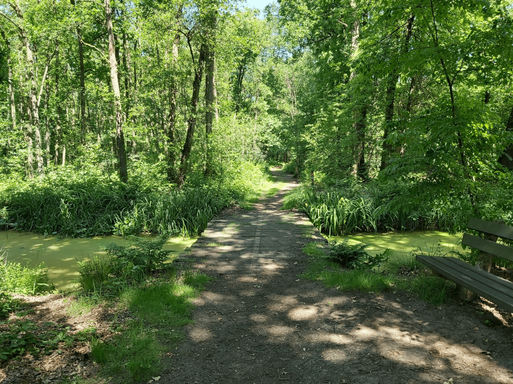 Heidewandeling Moerasbos Het Schuitwater in Noord-Limburg