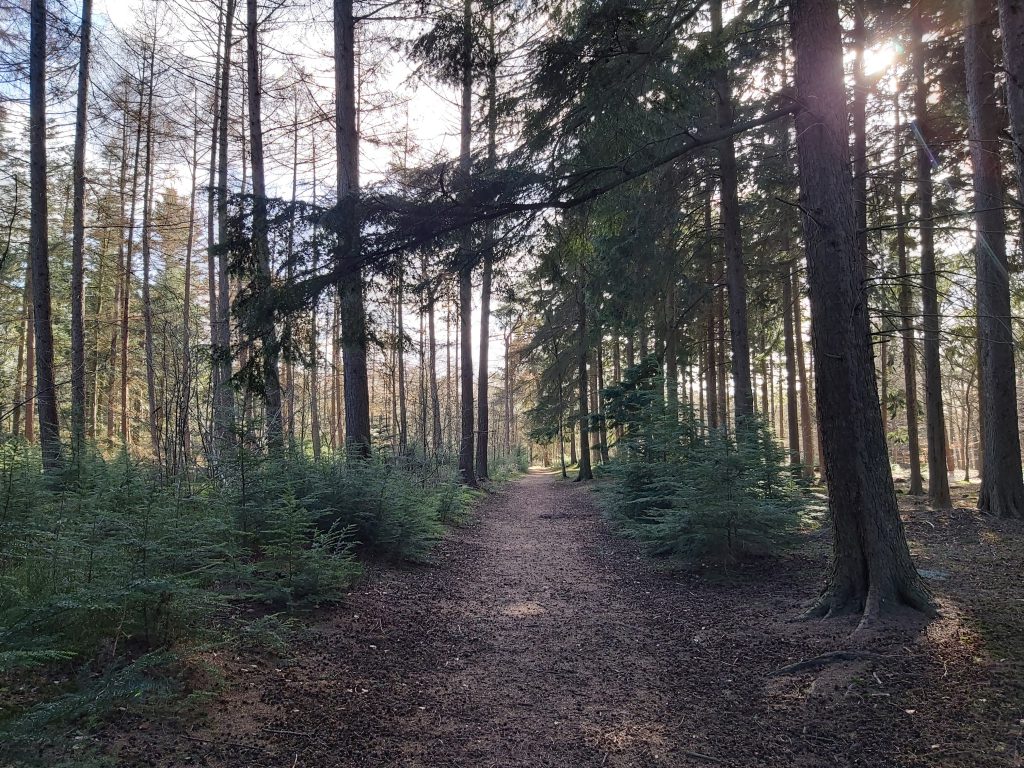 Bos wandelen Birkhoven Amersfoort herfstvakantie kid