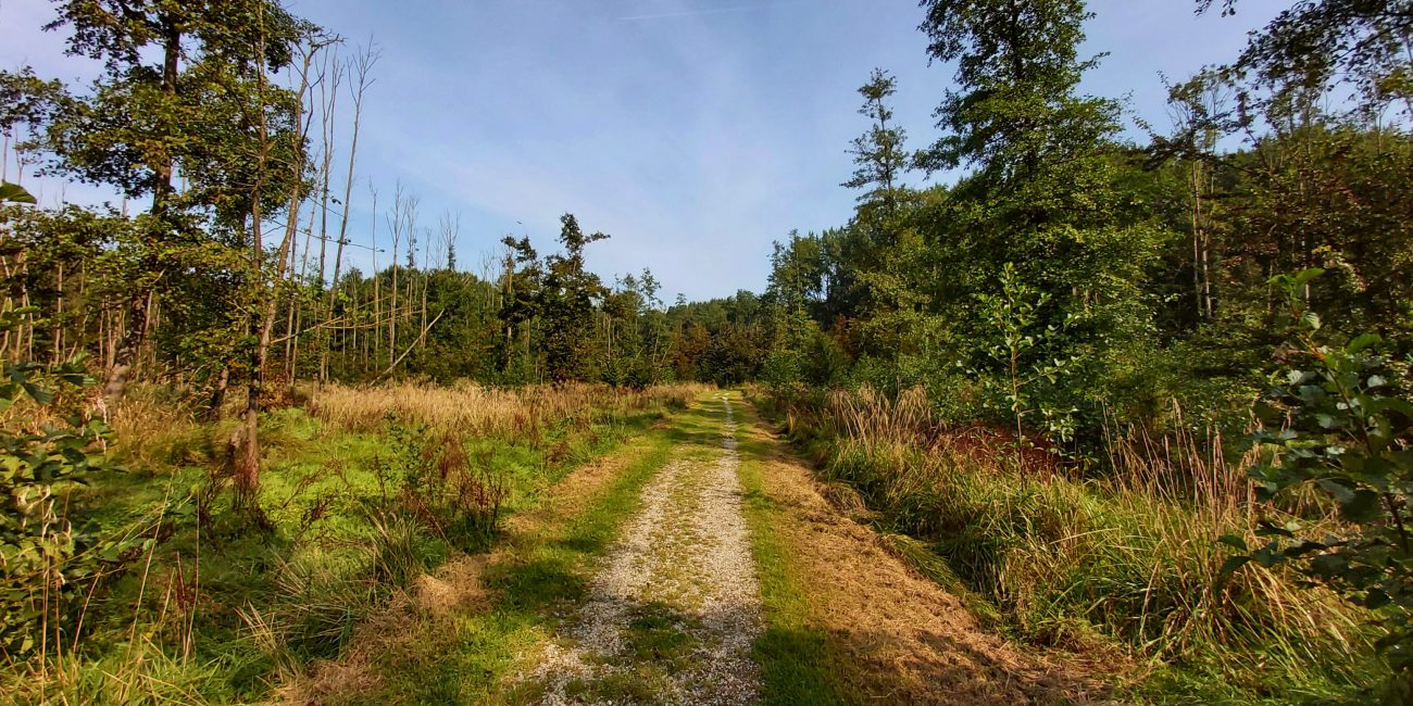 Zeewolde wandelen, Hulkesteinse bos Flevoland grote grazers