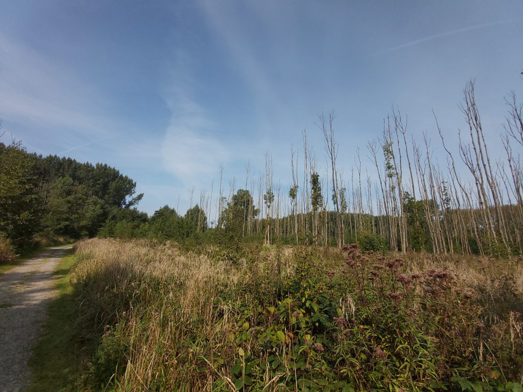 Zeewolde wandelen, Hulkesteinse bos Flevoland begrazingsgebied