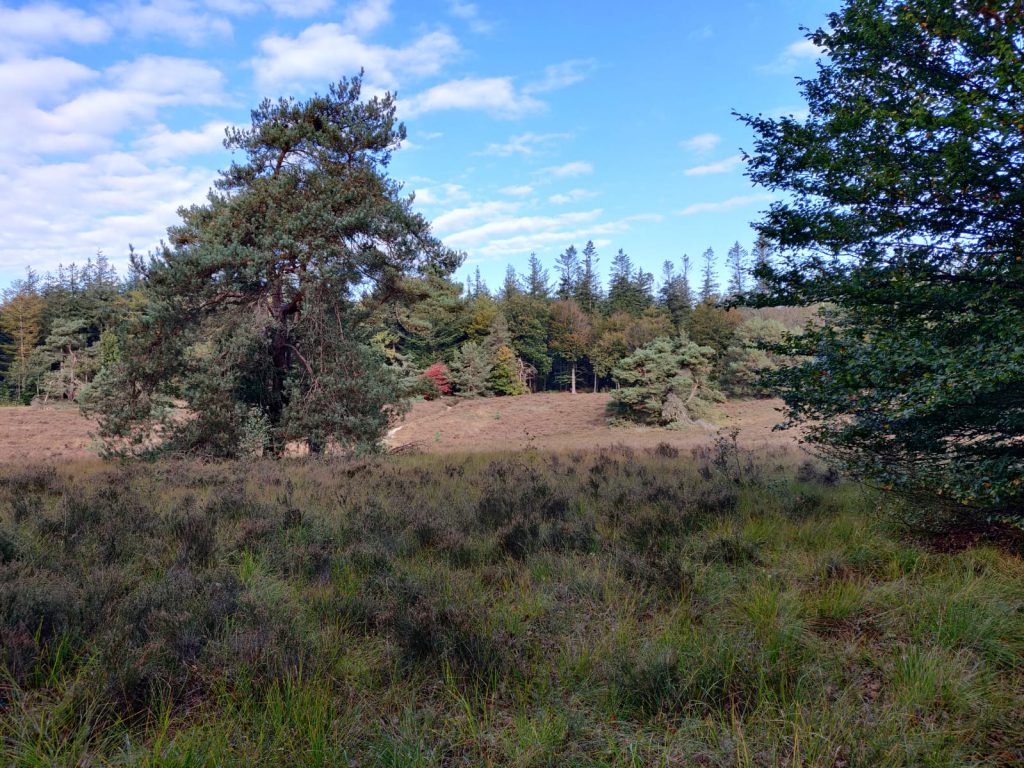 Wandelen Drenthe Hondsrug hunebed museum