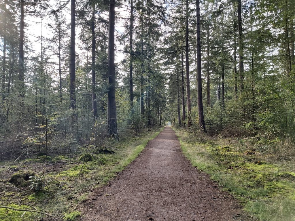 Wandelen Drenthe Hondsrug bos kinderen vakantie