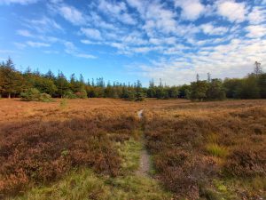 Wandelen Drenthe Hondsrug Ees Borger