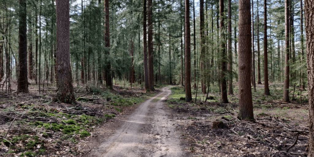 wandelen herfst bronst edelherten