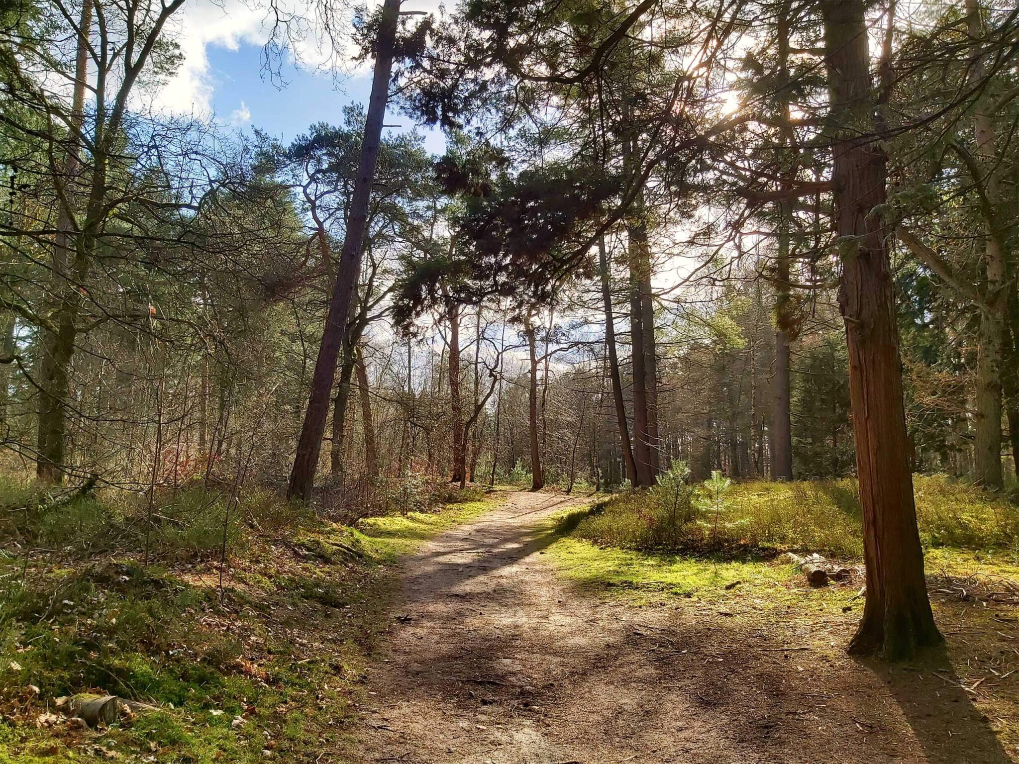 Bos wandelen Birkhoven, Amersfoort