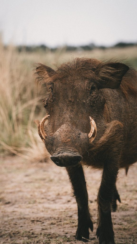 Wandelroutes en wandelen Hoge Veluwe - Hoenderloo en wilde zwijnen spotten