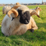 schapen het Meijepad