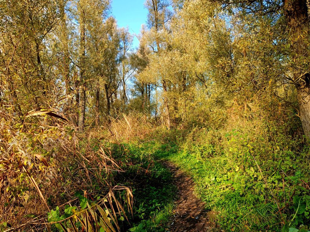 Biesbosch wandelen Polder Jantjesplaat bever zien