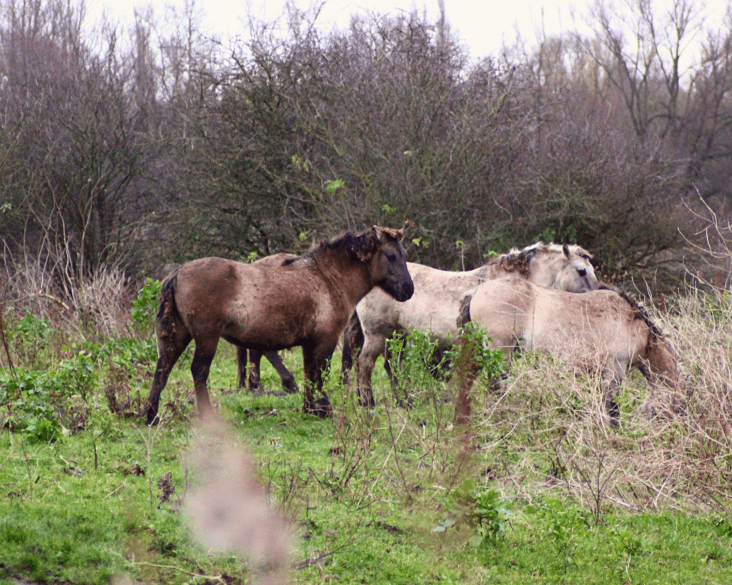 Oostvaardersplassen Wandelen Zeearendroute konikpaarden