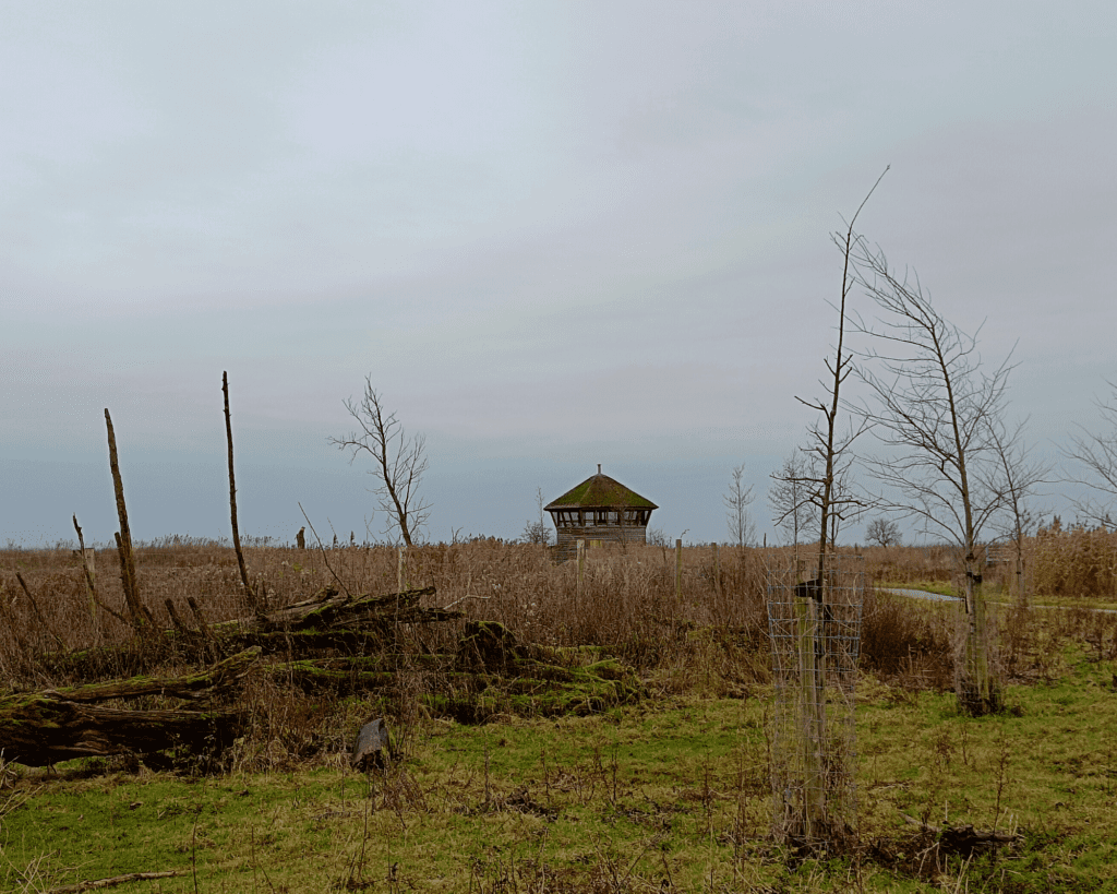 Oostvaardersplassen Wandelen Zeearendroute vogelkijkhut