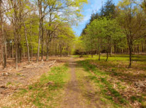 Aardschoten Kroondomein Het Loo Veluwe