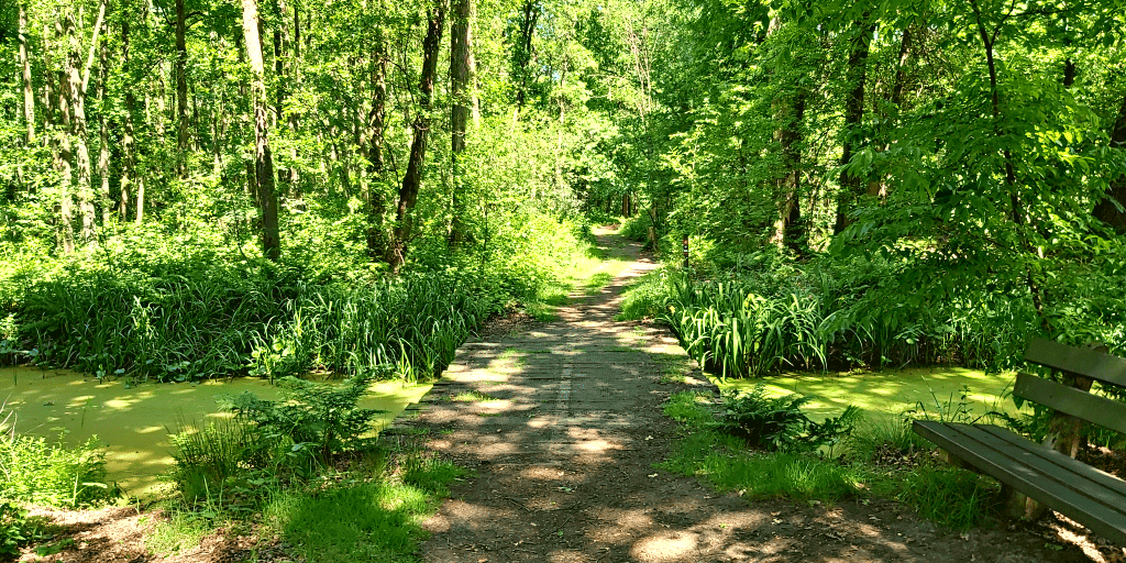 Wandelen over paarse heide, mooiste wandelroutes heide in bloei Moerasbos Schuitwater