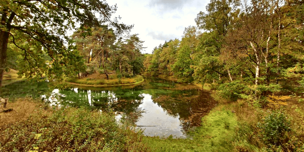 Wandelen over paarse heide, mooiste wandelroutes heide in bloei Bornia en Heidestein
