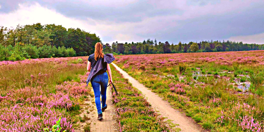 Wandelen over paarse heide, mooiste wandelroutes heide in bloei Noorderheide