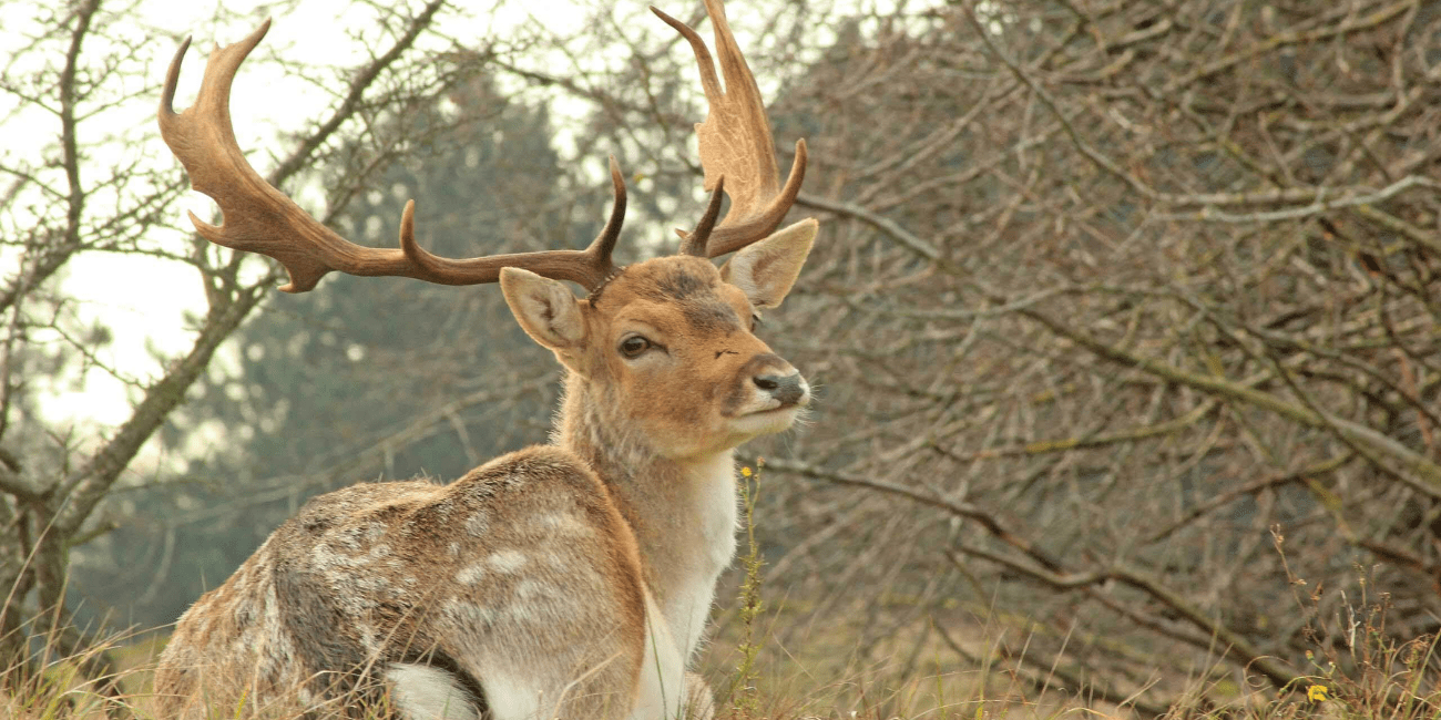GPS wandelen - Amsterdamse Waterleidingduinen