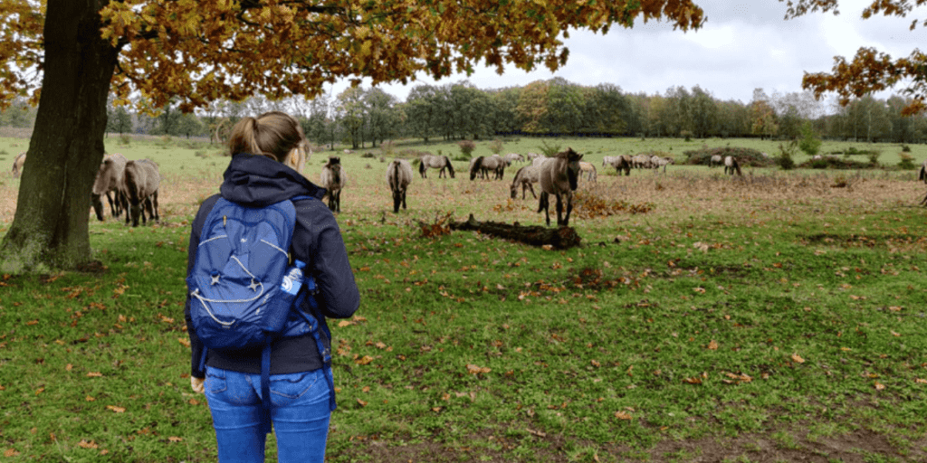 GPS wandelen - Kwintelooijen