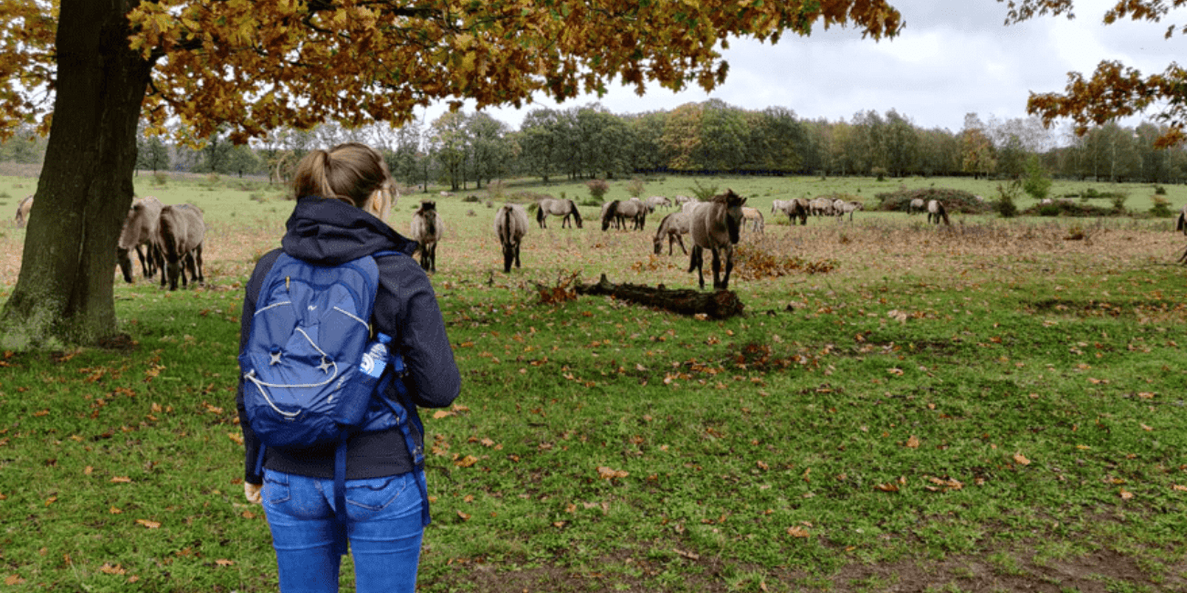 GPS wandelen - Kwintelooijen