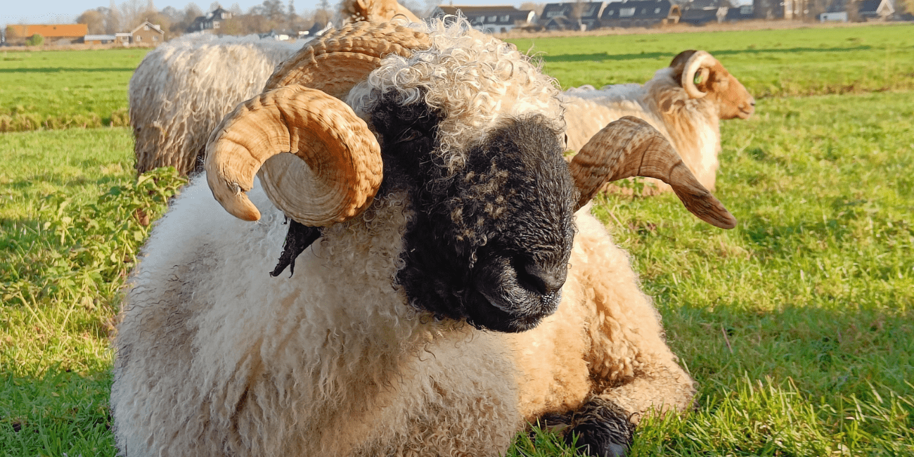GPS wandelen - Nieuwkoopse Plassen