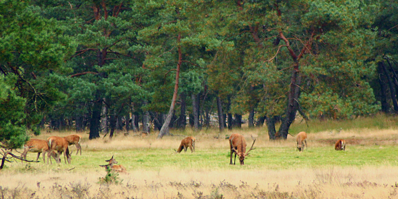 Wandelen krokusvakantie met kinderen Hoge Veluwe