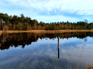 Wandelen Oisterwijkse Vennen en bossen witven