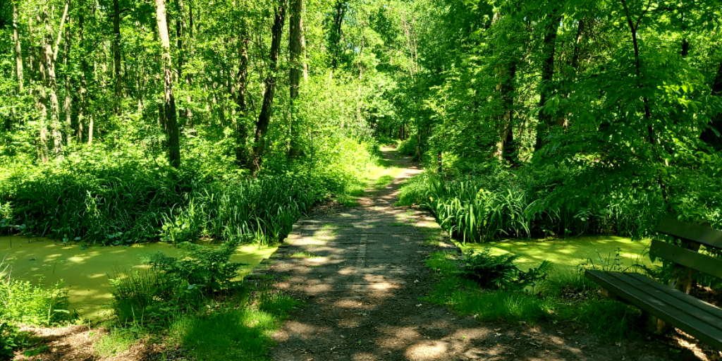 Bos wandelen mooiste boswandeling Het Schuitwater