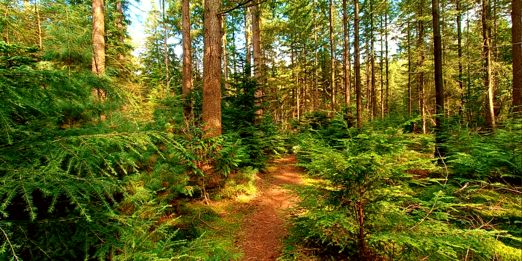 Mooiste wandelingen Veluwe Bostoren Putten Landgoed Schovenhorst