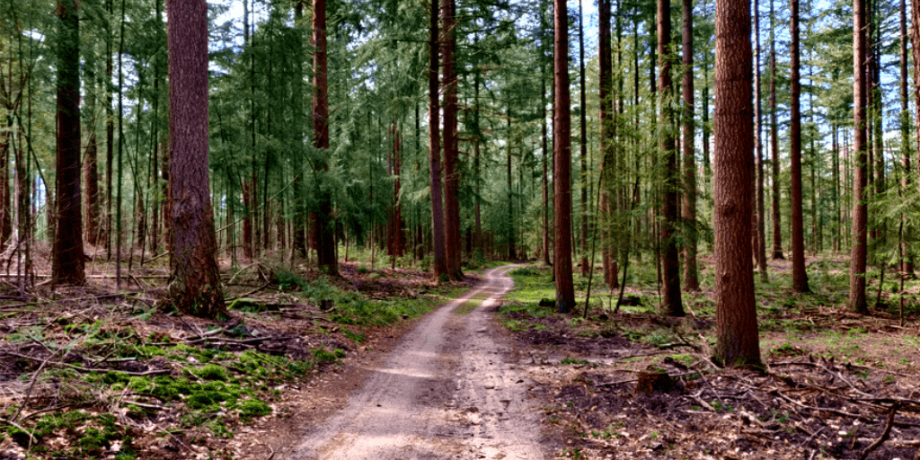 Mooiste wandelingen Kroondomein Het Loo Hoge Duvel