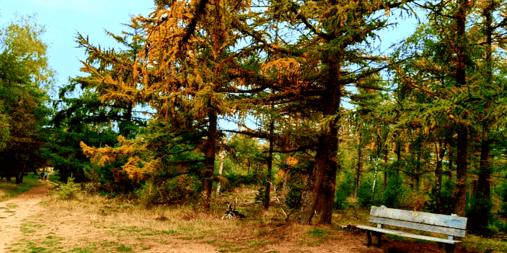 Mooiste wandelingen Veluwe Planken Wambuis