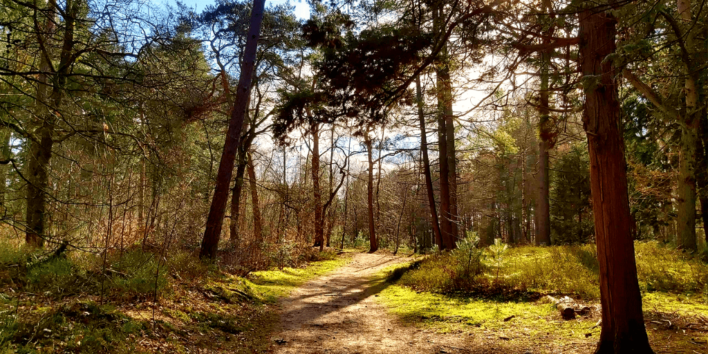 Wandeling hond Bos Birkhoven