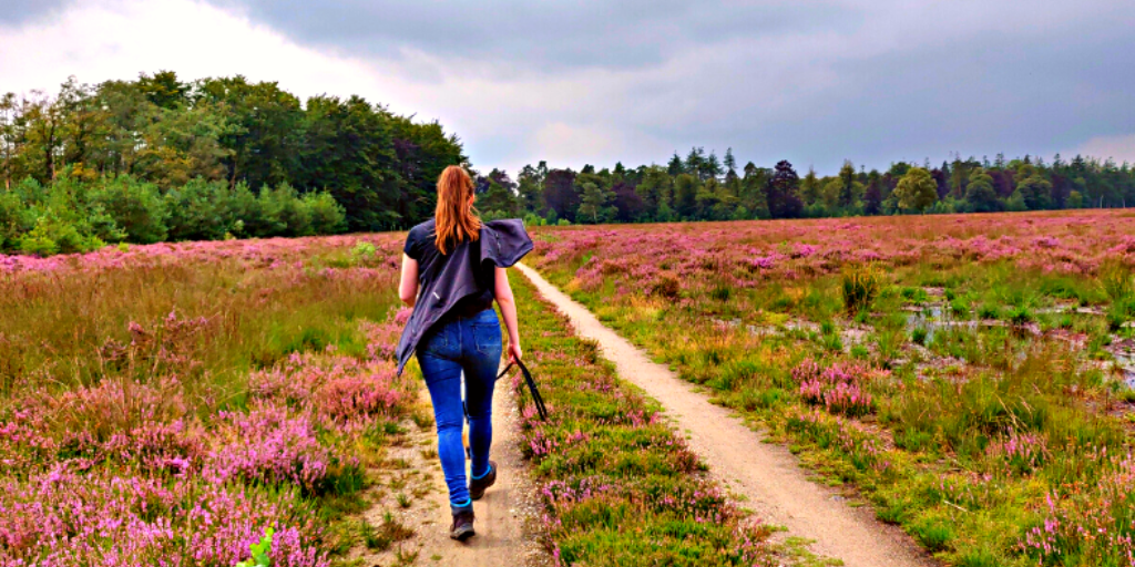 Wandeling hond Noorderheide
