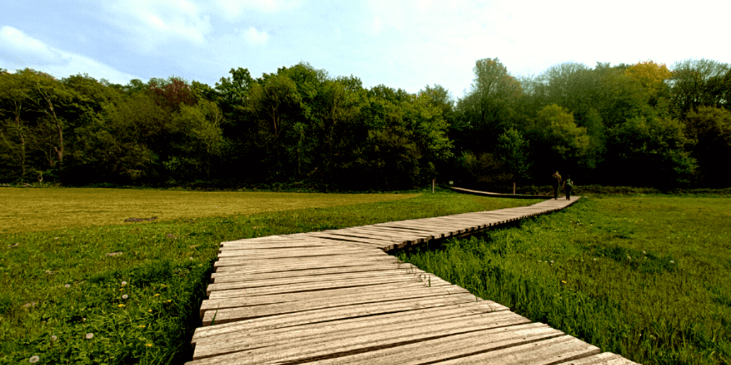 Wandeling hond