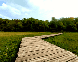 Wandeling hond Renkums Beekdal