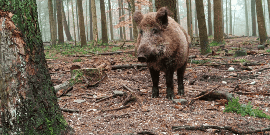 wandelen kinderen Veluiwe wilde zwijnen