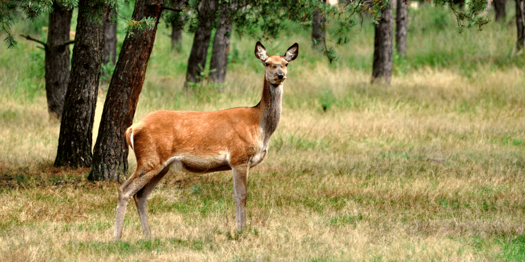wandelen kinderen Veluiwe wilde dieren
